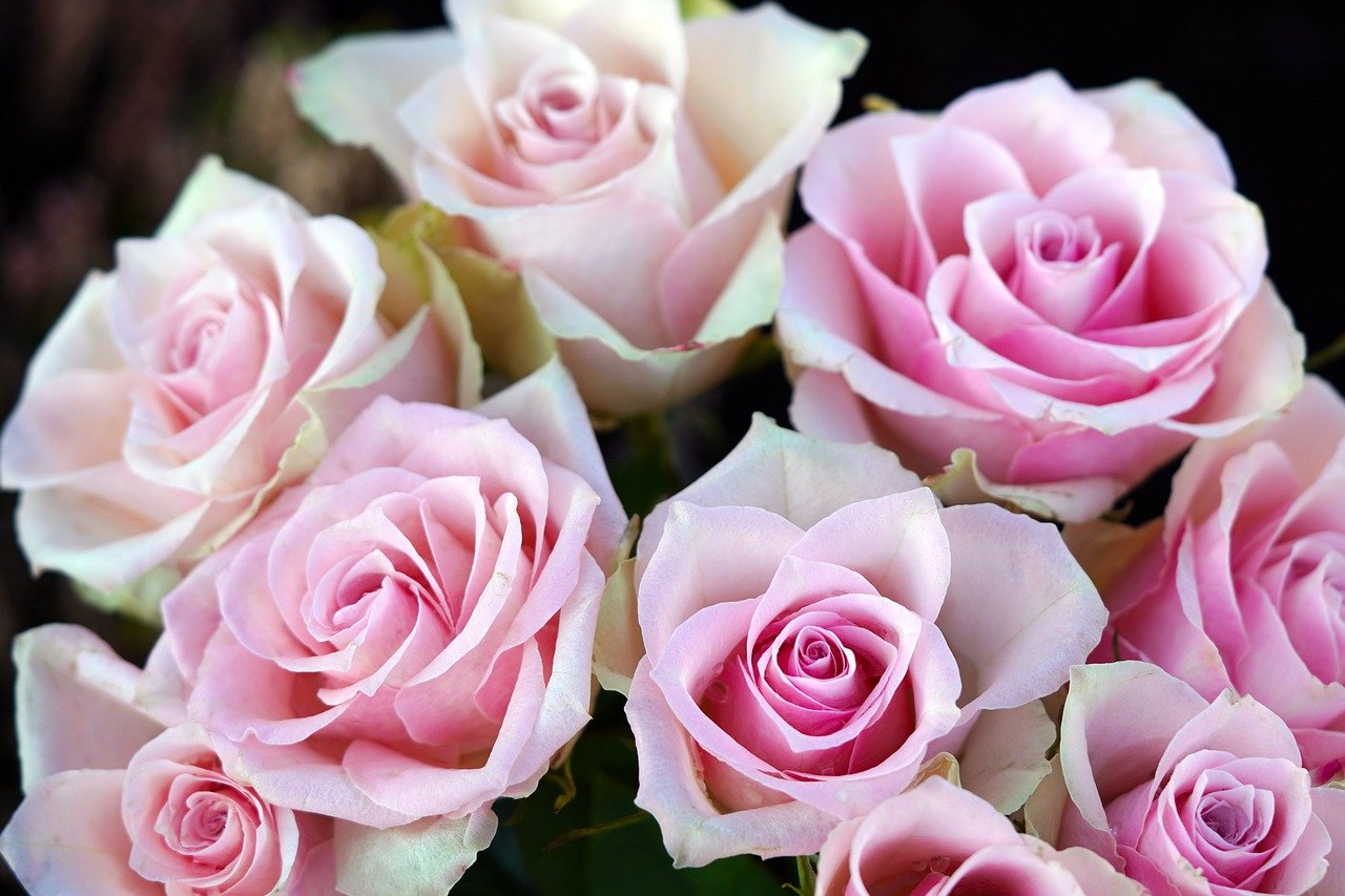 flowers, roses, petals-7775896.jpg